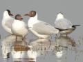 कापशी तलावात कुरव पक्ष्यांचे आगमन - Marathi News | Arrival of Brown headed Gull in Kapashi Lake | Latest akola News at Lokmat.com