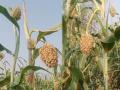 कणिस मान झुकवते अन् पाखरांची नजर चुकवते..!  - Marathi News | farmers are worried about the damage of sorghum crops in yavatmal | Latest yavatmal News at Lokmat.com