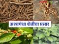 Ashwagandha cultivation : वाशिम बाजार समितीने घेतला पुढकार; करणार अश्वगंधा शेतीचा प्रसार ! - Marathi News | Ashwagandha cultivation: latest news Washim Market Committee takes the lead; will promote Ashwagandha cultivation! | Latest agriculture News at Lokmat.com