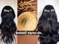 कंगवा-उशी-फरशी म्हणजेच घरभर केस पडलेले दिसतात? अश्वगंधा लेप ‘असा’ लावा, केसगळती बंद... - Marathi News | ashwagandha for hair growth ashwagandha lep for hair fall ashwagandha hair growth remedy | Latest sakhi News at Lokmat.com