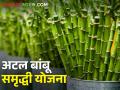 अटल बांबू समृद्धी योजना, अनुदानावर रोपे घ्या अन् हिरवे सोने पिकवा... !  - Marathi News | Latest News Atal Bamboo Prosperity Yojana, get 175 rupees subsidy on seedlings | Latest agriculture News at Lokmat.com