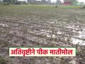 Crop Damage : अतिवृष्टीचा तडाखा! यवतमाळ जिल्ह्यात पावणेदोन लाख हेक्टरवरील पिके मातीमोल वाचा सविस्तर - Marathi News | latest news Crop Damage: Heavy rains wreak havoc! Crops on 2.5 lakh hectares in Yavatmal district destroyed Read in detail | Latest agriculture News at Lokmat.com