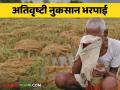 Nuksan Bharpai : अतिवृष्टीत बाधित शेतकऱ्यांना नुकसान भरपाई, जाणून घ्या सविस्तर  - Marathi News | Nuksan Bharpai : Compensation to farmers affected by heavy rains, know in detail  | Latest agriculture News at Lokmat.com