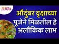 औदुंबर वृक्षाच्या पूजेने कोणते अलौकिक लाभ मिळतील? Audumbar Tree Pooja Information | Lokmat Bhakti - Marathi News | What are the benefits of worshiping Audumbar tree? Audumbar Tree Pooja Information | Lokmat Bhakti | Latest bhakti Videos at Lokmat.com