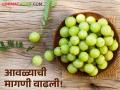 Avala Benefits : आवळ्याची महती, बनवा लोणचे, कँडी, मुरब्बा, बाजारभावही चांगला, वाचा सविस्तर  - Marathi News | Latest News Importance of Amla, make pickles, candy, marmalade, market price good, read in detail | Latest agriculture News at Lokmat.com