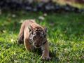 अवनीच्या मुलीचा मृत्यू आत्यंतिक धक्क्यामुळे - Marathi News | The death of Avni's cub was due to extreme shock | Latest nagpur News at Lokmat.com