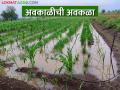 अवकाळीने चार दिवसांत ८० हजार हेक्टरची केली माती - Marathi News | 80,000 hectares of crop was destroyed by unseasonal rainfall in four days | Latest agriculture News at Lokmat.com