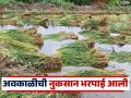 राज्यात 'या' जिल्ह्यातील शेतकऱ्यांना अवकाळीमुळे झालेल्या नुकसान भरपाईचा निधी आला; कधी होणार वाटप? - Marathi News | Farmers in 'this' district in the state have received compensation funds for losses caused by unseasonal rains; When will it be distributed? | Latest agriculture News at Lokmat.com