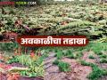 राज्यात मराठवाडा, उत्तर महाराष्ट्राला अवकाळीचा तडाखा; पिकांचे मोठे नुकसान - Marathi News | Unseasonal rains hit Marathwada and North Maharashtra in the state; Crops suffer major damage | Latest agriculture News at Lokmat.com