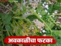 अवकाळी व गारपिटीमुळे ७ हजार हेक्टरवरील पिकांचे नुकसान; 'या' जिल्ह्याला सर्वाधिक फटका - Marathi News | Crops on 7 thousand hectares damaged due to unseasonal rains and hailstorms; 'This' district is the worst hit | Latest agriculture News at Lokmat.com