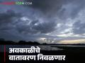 Maharashtra Weather Update : महाराष्ट्रातील अवकाळी पावसाचे वातावरण निवळणार का? वाचा सविस्तर  - Marathi News | Latest news Weather Update Will the unseasonal rains in Maharashtra end Read in detail | Latest agriculture News at Lokmat.com