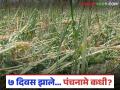 Crop Damage : ७ दिवस झाले… पंचनामे कधी? गारपीटग्रस्त शेतकरी संतापला! - Marathi News | latest news Crop Damage: It's been 7 days... When will the Panchnama be done? Hailstorm-affected farmer is angry! | Latest agriculture News at Lokmat.com