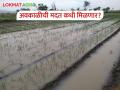 अवकाळीमुळे शेतीचे नुकसान झालेल्या २३.९० लाख शेतकऱ्यांना मिळणार भरपाई - Marathi News | 23.90 lakh farmers who have lost their crops due to bad weather will get compensation | Latest agriculture News at Lokmat.com