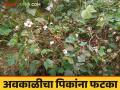 Marathawada weather update : मराठवाड्यात वादळी वाऱ्यासह अवकाळी पावसाची हजेरी - Marathi News | Marathawada weather update : Unseasonal rain with gale force in Marathwada | Latest agriculture News at Lokmat.com