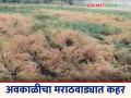 Awakali Paus: अवकाळीचा मराठवाड्यात कहर; पिकांचे नुकसान वाचा सविस्तर - Marathi News | latest news Awakali Paus: Unseasonal rains wreak havoc in Marathwada; Read details of crop damage | Latest agriculture News at Lokmat.com