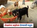 Azolla For Goats : शेळ्यांना ओला की सुका अझोला खायला द्यावा? किंवा कसा खायला द्यावा?  - Marathi News | Latest News Azola For Goats Should goats be fed wet or dry azolla see detailsa | Latest agriculture News at Lokmat.com
