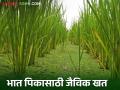 उत्पादन वाढविण्यासाठी भात पिकात करा या वनस्पतीची लागवड - Marathi News | Azolla in Rice : Cultivate this plant in rice crop to increase production | Latest agriculture News at Lokmat.com