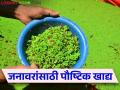 अधिक दुग्धोत्पादनासाठी पशुधनास द्या हे आवडीचं खाद्य - Marathi News | Give this favorite feed to livestock for more milk production | Latest agriculture News at Lokmat.com