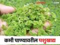 शेती नसेल तरीही तुम्ही कमी वेळेत, कमी खर्चात घेऊ शकाल ह्या पौष्टीक चाऱ्याचे उत्पादन - Marathi News | Azolla is a great alternative to animal feed | Latest agriculture News at Lokmat.com