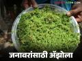 कडबा परवडत नाही, कमी जागेत, कमी वेळेत, कमी खर्चात करा ॲझोलाची निर्मिती, वाचा सविस्तर  - Marathi News | Latest news Produce Azolla in less space, less time, at less cost, read in detail | Latest agriculture News at Lokmat.com