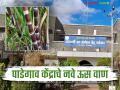 Padegaon Sugarcane News Veriety : पाडेगाव ऊस संशोधन केंद्राने विकसित केले नवे सुधारीत वाण! चर्चासत्र व प्रक्षेत्र भेटीचे आयोजन - Marathi News | Padegaon Sugarcane News Variety: Padegaon Sugarcane Research Center develops new improved varieties! Seminar and field visit organized | Latest agriculture News at Lokmat.com