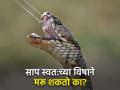 जर सापाने स्वत:ला दंश मारला तर मरेल का? जाणून घ्या काय होईल - Marathi News | Can snake commit suicide by biting itself | Latest jarahatke News at Lokmat.com