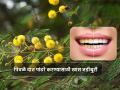 पिवळे दात चमकदार आणि निरोगी करण्याच्या खास टिप्स, आयुर्वेद डॉक्टरांनी सांगितल्या 5 जडीबुटी - Marathi News | World Oral Health Day: Ayurveda Dr told 5 ayurvedic herbs that can make your yellow teeth white | Latest health Photos at Lokmat.com