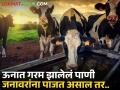 ऊन वाढले, पशुधनाची घ्या काळजी; अन्यथा दूध उत्पादन, रोगप्रतिकारकशक्ती होईल कमी - Marathi News | Heat increased, take care of livestock; Otherwise milk production, immunity will decrease | Latest agriculture News at Lokmat.com