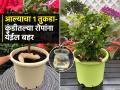 फक्त ५ रुपयांच्या आल्याची जादू, घरातली बाग फुलेल मस्त हिरवीगार, एकदा करून बघा हा सोपा उपाय - Marathi News | Use of Ginger for plants growth easy home gardening tips : The magic of ginger for only 5 rupees, the home garden will bloom and be green, try this simple solution once | Latest sakhi News at Lokmat.com