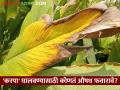 हळदीवरील 'करपा' जाण्यासाठी कोणते औषध फवारावे? - Marathi News | Which drug should be sprayed to remove 'karpa' on turmeric? | Latest agriculture News at Lokmat.com