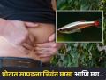 पोटात दुखत होतं म्हणून डॉक्टरांकडे गेला, पोटात सापडला जिवंत मासा आणि मग... - Marathi News | Live 12 inch eel removed from mans abdomen after pain due to peritonitis diseases | Latest health News at Lokmat.com