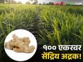 शेतकऱ्यानं ठरवल्यावर दगडालाही फुटेल घाम, १०० एकरावर सेंद्रिय अद्रक पिकवण्याची कमाल! - Marathi News | organic ginger cultivation: When the farmer decides, even a stone will sweat, the maximum of growing organic ginger on 100 acres! | Latest agriculture News at Lokmat.com