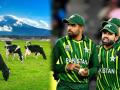 IND vs PAK, T20 World Cup: "Babar Azam ची कॅप्टन्सी म्हणजे जणू पवित्र गाईसारखीच..."; पाकिस्तानच्या Mohammad Hafeez चा राग अनावर - Marathi News | IND vs PAK T20 World Cup 2022 Babar Azam Captaincy is like Sacred Cow that can not Be Criticized Mohammad Hafeez angry on Pakistan Skipper | Latest cricket News at Lokmat.com