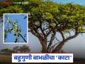 Babool Tree Benefits : शेंगा, साल, डिंक, लाकूड… इतकी उपयुक्त बाभळी आता दुर्मीळ का? वाचा सविस्तर - Marathi News | latest news Babool Tree Benefits: Pods, bark, gum, wood… Why is the useful acacia tree so rare now? Read in detail | Latest agriculture News at Lokmat.com
