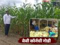 बेबी कॉर्नने आणला संसारात गोडवा; कमी खर्चातील हे पिक वर्षाला देतंय २५ लाखाचे उत्पन्न - Marathi News | Baby corn brings sweetness in the farmers family ; This low-cost crop provides an annual income of Rs. 25 lakhs | Latest agriculture News at Lokmat.com