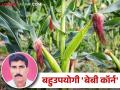 Farmer Success Story नरवाडच्या सचिनने तीन महिन्यात बेबी कॉर्न मक्यातून काढले ८० हजारांचे उत्पन्न - Marathi News | Farmer Success Story Sachin from Narwad made an income of 80 thousand from baby corn maize in three months | Latest agriculture News at Lokmat.com