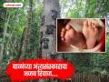 इथे मृत्यूनंतर बाळांना ना अग्नि देतात, ना जमिनीत पुरतात...थेट झाडाच्या खोडात ठेवलं जातं, कारण... - Marathi News | Weird tradition of Indonesian tribe children body stuffed in tree bark for long life | Latest jarahatke News at Lokmat.com