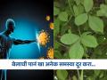 केवळ पूजा-पाठासाठीच नाही तर आरोग्यासाठीही महत्वाची ठरतात बेलाची पानं, वाचाल तर रोज खाल! - Marathi News | Amazing health benefits of consuming bael leaves on an empty stomach | Latest sakhi News at Lokmat.com