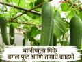 Vegetable Farming : भाजीपाला पिकातील बगल फूट व तणावे कधी काढावेत? वाचा सविस्तर  - Marathi News | Latest News Vegetable Farming When should you remove side shoots and stress in vegetable crops Read in detail | Latest agriculture News at Lokmat.com