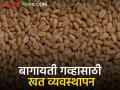 Wheat Farming Management : वेळेवर पेरणी करावयाच्या बागायती गव्हासाठी खत व्यवस्थापन, वाचा सविस्तर  - Marathi News | Latest News Wheat Farming Management Fertilizer management for horticultural wheat sowing time, read in detail  | Latest agriculture News at Lokmat.com