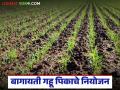 Gahu Pik Niyojan : बागायती गव्हाची पेरणी कधीपर्यंत करता येईल, वाण कोणते निवडावे, वाचा सविस्तर  - Marathi News | Latest News Gahu Pik Niyojan Read in detail about when horticultural wheat can be sown, which variety to choose | Latest agriculture News at Lokmat.com