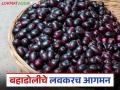 यंदा लवकरच चाखायला मिळणार आंबट-गोड बहाडोली जांभळांची चव; कसा राहील दर? - Marathi News | This year, you will get to taste the sweet and sour taste of Bahadoli jambul early; how to get the price? | Latest agriculture News at Lokmat.com