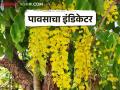 Rain Indicator Tree हे झाड देतं पावसाच्या आगमनाचे संकेत - Marathi News | Rain Indicator Tree This tree gives an indication of the arrival of rain | Latest agriculture News at Lokmat.com