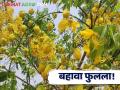 बहावा फुलला! पावसाचे संकेत देणारे हे झाड माहितीय का? वाचा सविस्तर - Marathi News | Latest News drift, familiar as a rain indicator, bloomed see details | Latest agriculture News at Lokmat.com