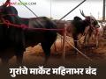 'या' बाजार समितीत जनावरांच्या खरेदी-विक्रीवर महिनाभर बंदी, काय आहे कारण, वाचा सविस्तर  - Marathi News | | Latest agriculture News at Lokmat.com