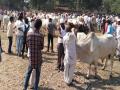 तळोद्यात महिनाभरात 900 बैल विक्री - Marathi News | 900 bulls sold in Pallod within a month | Latest nandurbar News at Lokmat.com