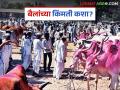 खरिपाच्या तोंडावर बैल बाजारात खरेदीसाठी शेतकऱ्यांची गर्दी; बैलजोडीला कसा मिळतोय भाव? - Marathi News | Farmers flock to the bull market to buy bullocks at the start on kharif season; How are bullock pairs getting the best price? | Latest agriculture News at Lokmat.com