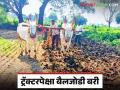 Agriculture News : ट्रॅक्टरपेक्षा बैलजोडीने पेरणी बरी, बियाणे उगवण क्षमता भारी, वाचा सविस्तर  - Marathi News | Latest News Sowing by bullock pair is better than tractor, seed germination capacity is high, read in detail  | Latest agriculture News at Lokmat.com