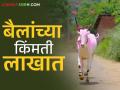 बैलांचे गाव म्हणून पंचक्रोशीत प्रसिद्ध असलेल्या बोरवडेत बैलांची संख्या होतेय कमी; वाचा काय आहेत कारणे? - Marathi News | The number of bulls in Borvade, famous in Panchkroshi as the village of bullocks, is decreasing; Read what are the reasons? | Latest agriculture News at Lokmat.com