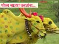 Bail Pola : बैलपोळा म्हणजे शेतकऱ्यांसाठी दिवाळी, यंदा साध्या पद्धतीने साजरा करण्याचे आवाहन  - Marathi News | Latest News Bailpola means Diwali for farmers, appeal to celebrate in simple way | Latest agriculture News at Lokmat.com